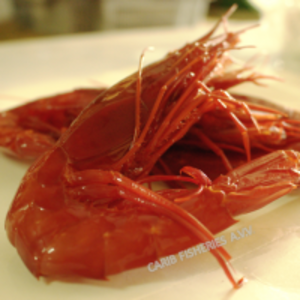  Deep Sea Scarlet Shrimps 