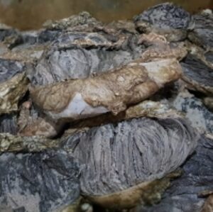 Omasum by  Rasheda Trading Corporation 