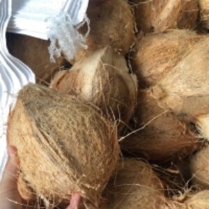Semi Husk Coconut by  PT. Sukses Makmur Trada Internasional 