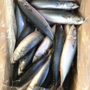  Chub Bulk Fresh Pacific Mackerel Fish Frozen 