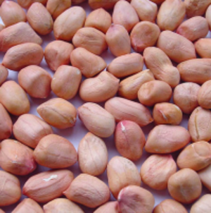 resources of Groundnut exporters
