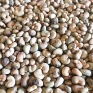Raw Cashew Nut In Shell (Rcn) by  PT Corona Bioteck Asia 