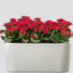 Live Plants &amp; Pots by  Eka Engineering 