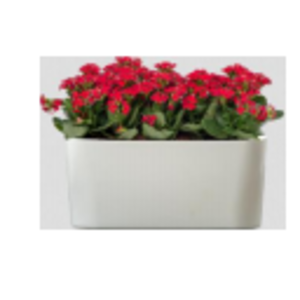  Live Plants &amp; Pots  by  Eka Engineering 