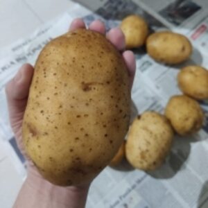 Fresh Potato by  Pt Wismaya Indo Nusantara 