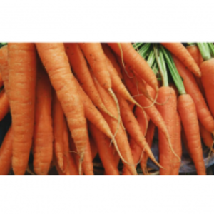 Carrots by  Casa Rio Herb 