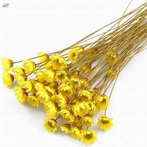 Dried Daisy Flower For Tea by  99 Gold Data Processing Trading Company Limited 