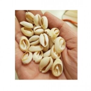 Cut Cowrie Shell by  99 Gold Data Processing Trading Company Limited 