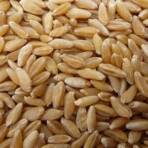 Hard Red Winter Wheat by Afrilogis Brokerage LLC