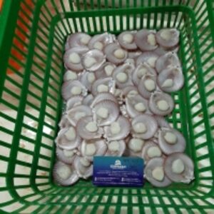  Frozen Halfshell Scallop 