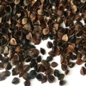 resources of Buckwheat Husk exporters