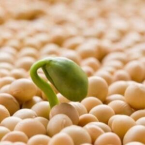 Soybean by  Asia Optom 