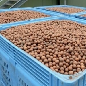 Macadamia Nuts by  Nhspro Co. Ltd. 