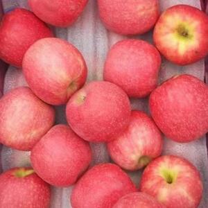 Red Fuji Fresh Apple by  MTR Export Import 