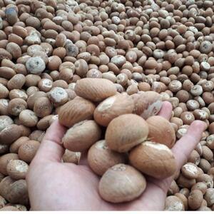 Dried Betel Nuts by  MTR Export Import 