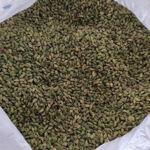Green Cardamom by  MTR Export Import 