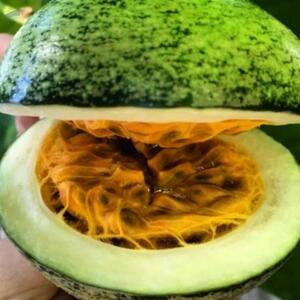  Voacanga Africana Seeds 