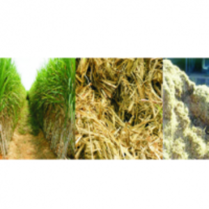 resources of Bagasse exporters