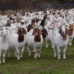 Saanen, Boer and Anglo Nubien Goats