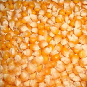 Yellow Corn Maize by Aalamin Exim
