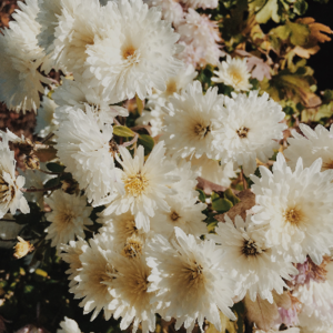 Fresh Blossoming Flowers