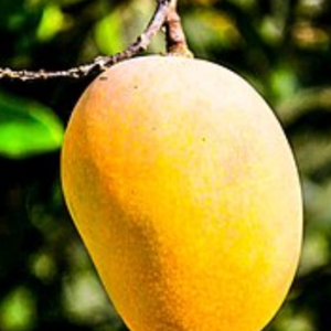 Mangos