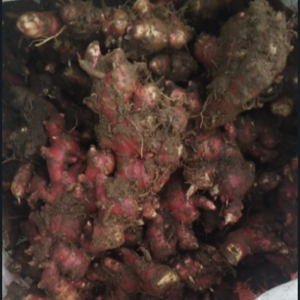 fresh red ginger by barbel