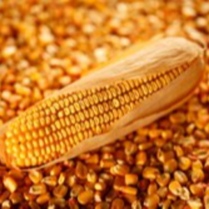 Yellow corn gmo and non gmo