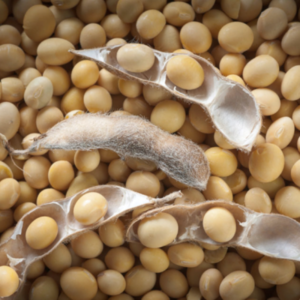 Soybeans gmo and non gmo