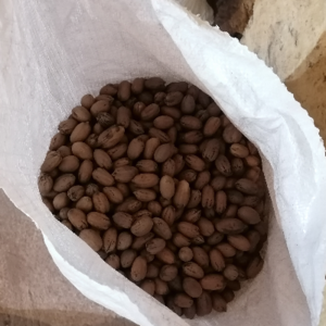 Pecan by Fruticola STEVAL