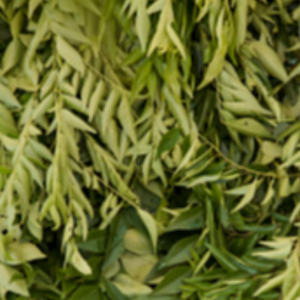 Curry Leaves