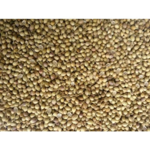 Organic Coriander Whole Seeds