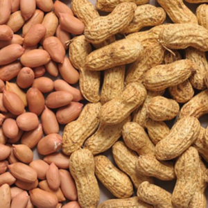 Groundnut by SRI VENKATA LAXMI MODERN RICE & GROUND NUTOIL MILL