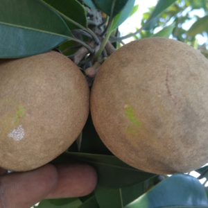 Chikku, Sapodilla