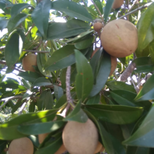 Chikku, Sapodilla - Image 2