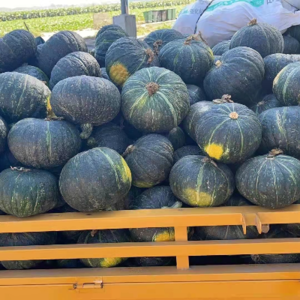 Variety of pumpkin crops Dehydrated vegetables