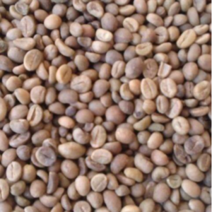 Green and Roasted Coffee Beans Costa Rica