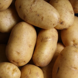 Potato by HINDUSTAN TRADER