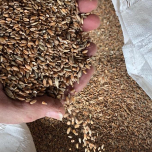 Ukrainian Wheat Grains