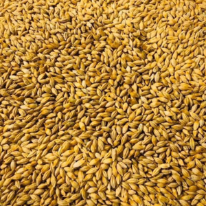 ANIMAL FEED BARLEY