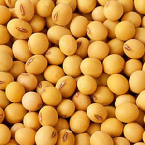 Soybean (GMO and Non GMO)
