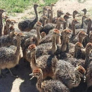OSTRICH CHICKS. LIVE OSTRICH BIRDS, OSTRICH EGGS, FERTILE EGGS, DAY OLD CHICKS, CHICKEN TABLE EGGS, CHICKEN FERTILE EGGS, FROZEN CHICKEN by AFG GLOBAL