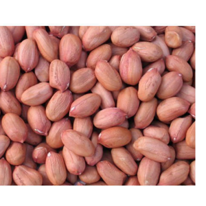 GROUNDNUT