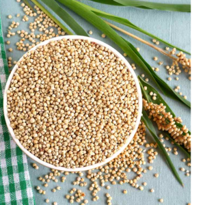 SORGHUM