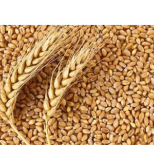 WHEAT GRAINS by R S BROTHERS LLC
