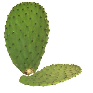 resources of Prickly Pear leaf exporters
