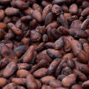 Cocoa Beans