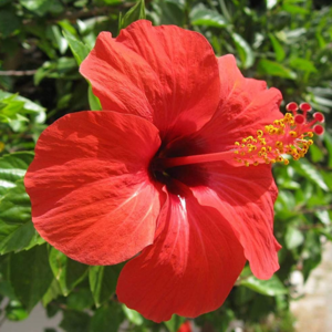 Hibiscus