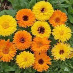 calendula by Egyblends