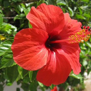 hibiscus